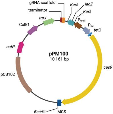 Removal of mobile genetic elements from the genome of Clostridioides difficile and the implications for the organism’s biology